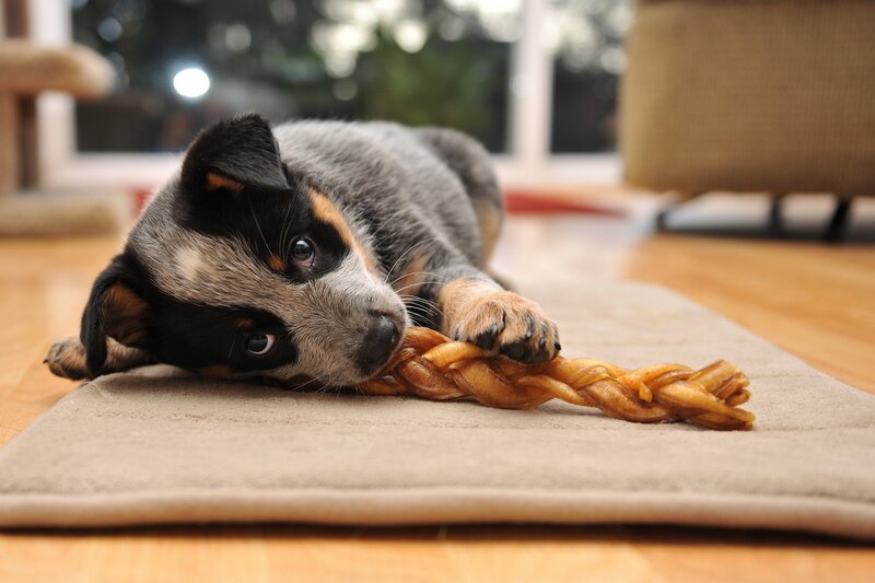 Blue Heeler Puppy — Brown, Calm