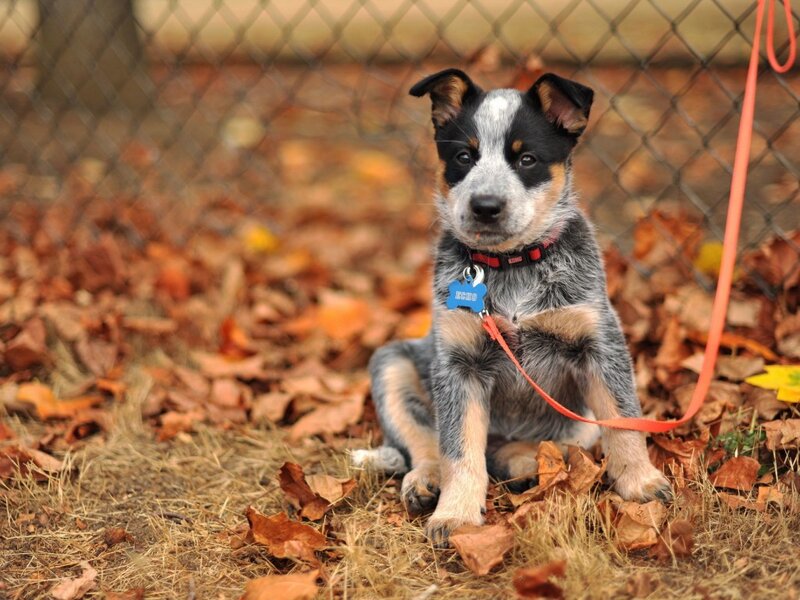 Blue Heeler Puppy — Brown