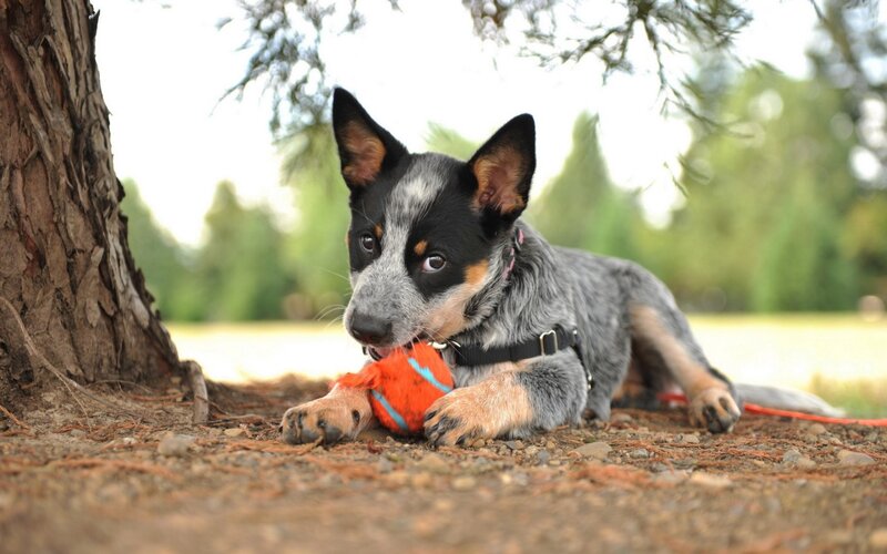 Blue Heeler Puppy — Gray, Calm, Afternoon