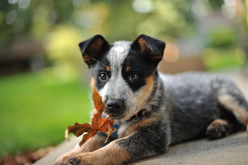 Blue Heeler Puppy — Gray, Calm, Autumn