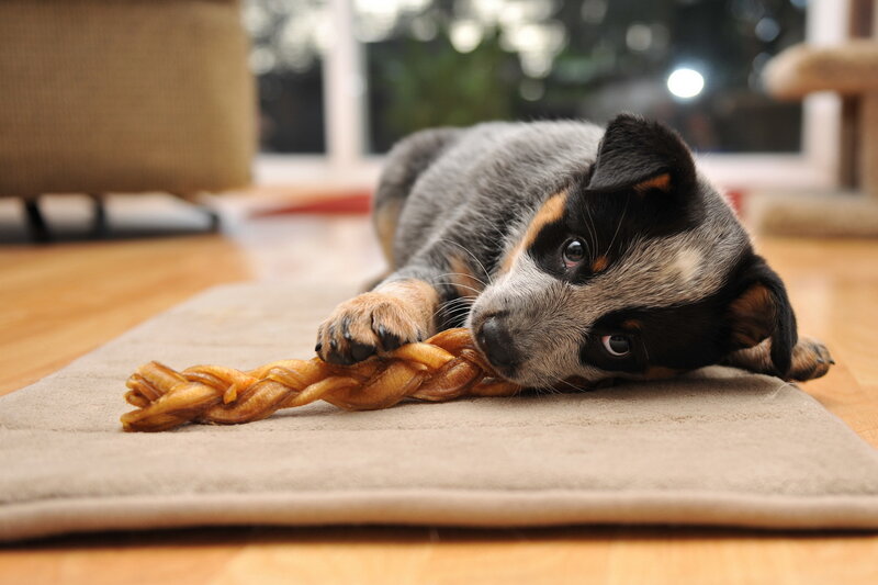 Blue Heeler Puppy — Gray, Calm, Night