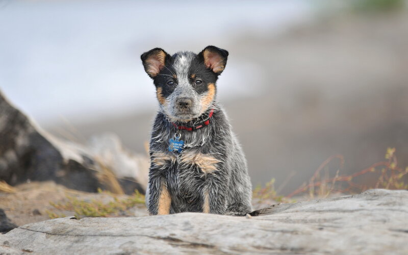 Blue Heeler Puppy — Gray, Calm, Photograph