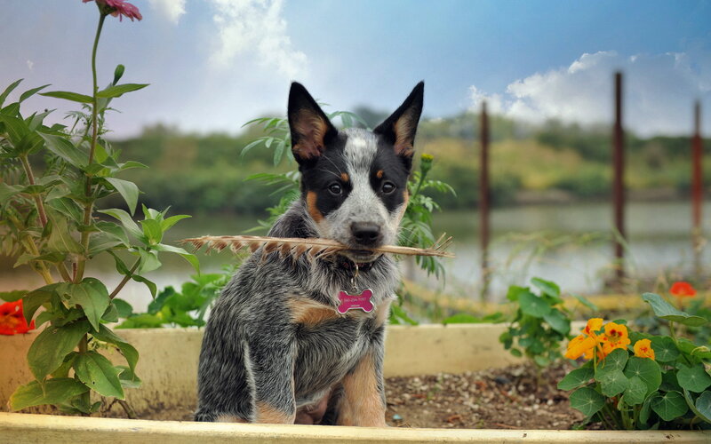 Blue Heeler Puppy — Gray, Calm