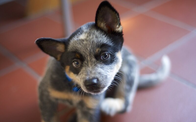 Blue Heeler Puppy — Gray, Curious, Photograph