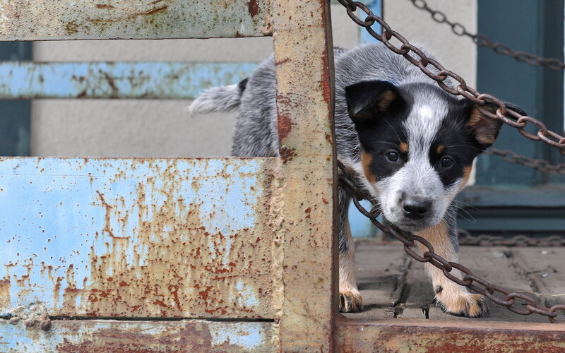 Blue Heeler Puppy — Gray, Curious