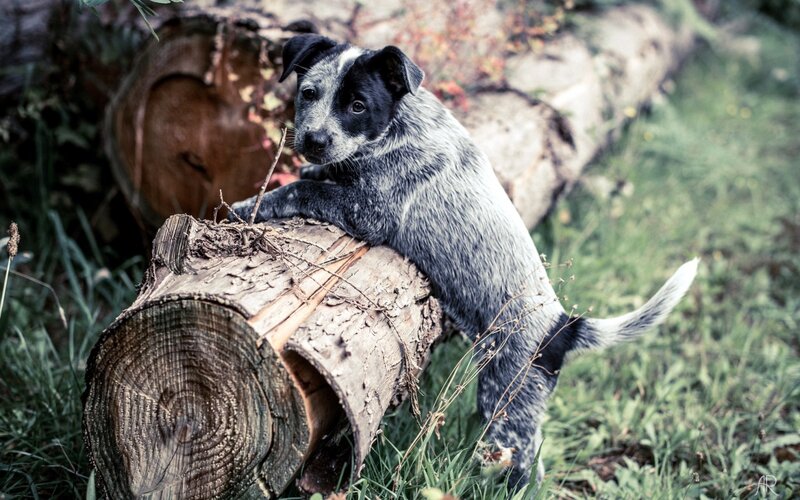 Blue Heeler Puppy — Gray, Natural