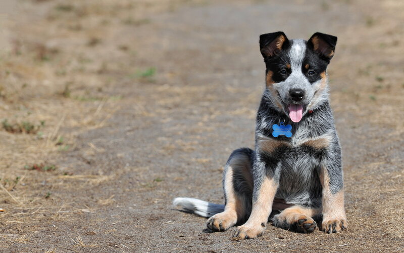 Blue Heeler Puppy — Gray