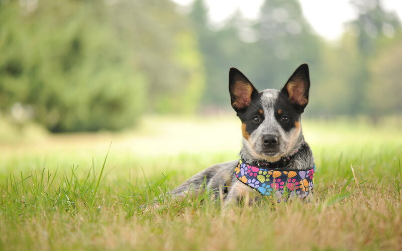 Blue Heeler Puppy — Green, Calm