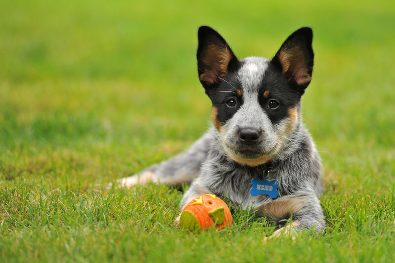 Blue Heeler Puppy — Green