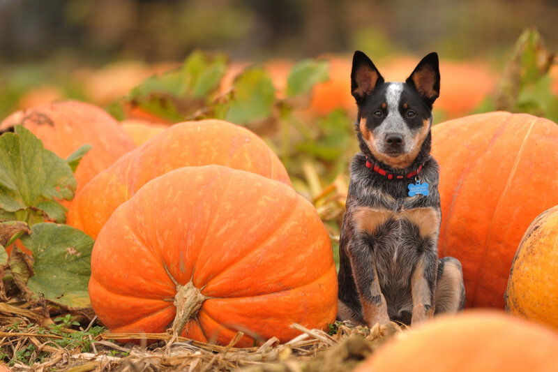 Blue Heeler Puppy — Orange