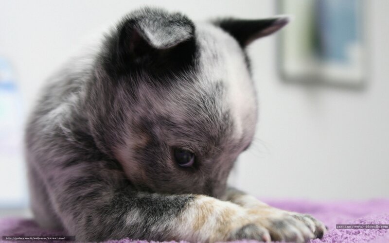 blue heeler puppy resting