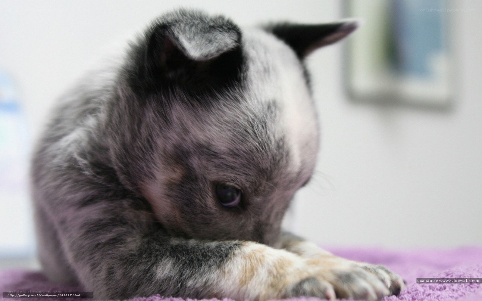 blue heeler puppy resting