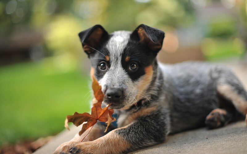 Blue Heeler Puppy
