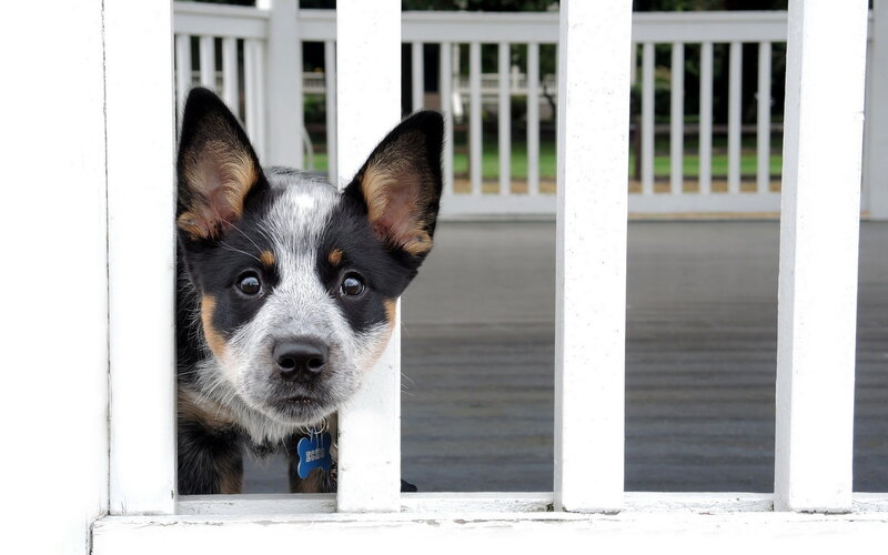 Blue Heeler Puppy — White