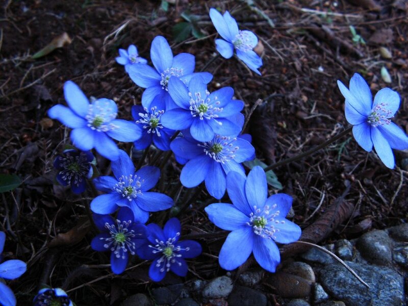 Blue Hepatica Flowers — Calm