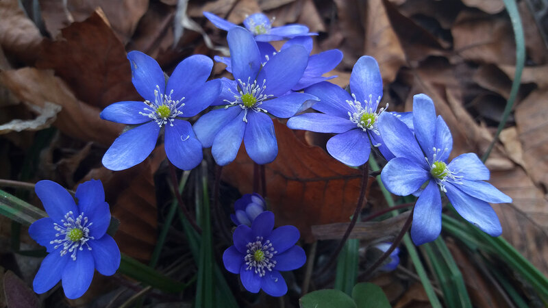 Blue Hepatica Flowers — Serene, Spring
