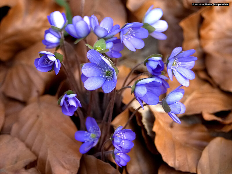 Blue Hepatica Flowers