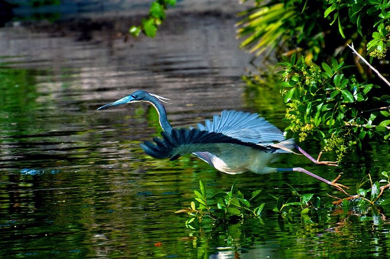 Blue Heron in Flight