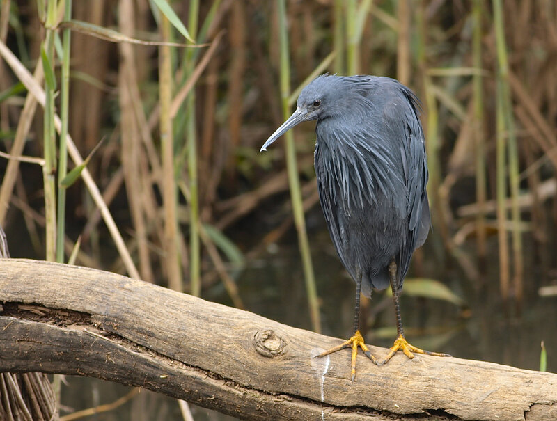 Blue Heron on Log