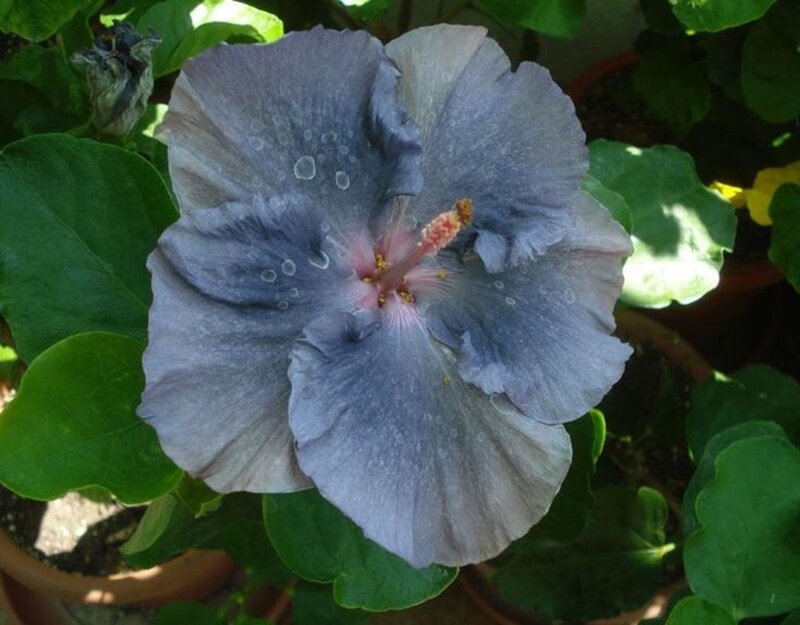Blue Hibiscus Flower — Calm, Afternoon