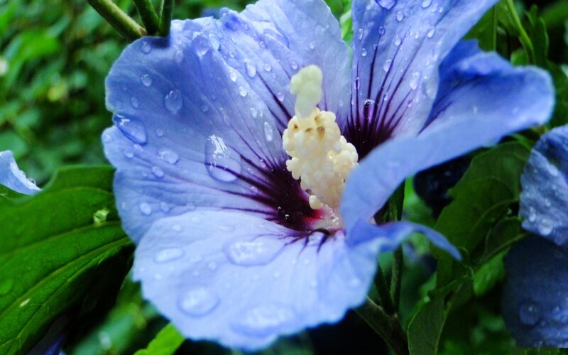 Blue Hibiscus Flower — Calm