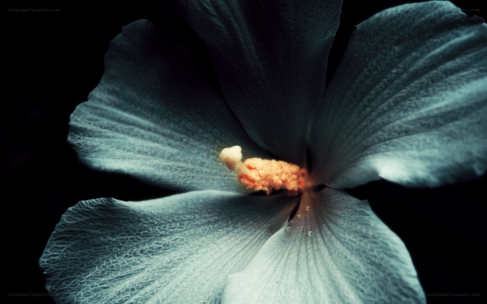 blue hibiscus flower close-up