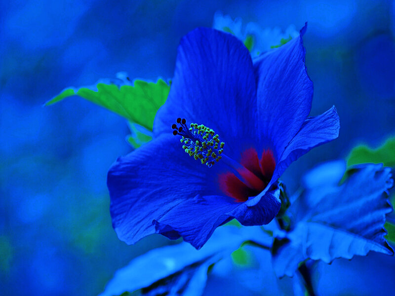 Blue Hibiscus Flower — Dramatic