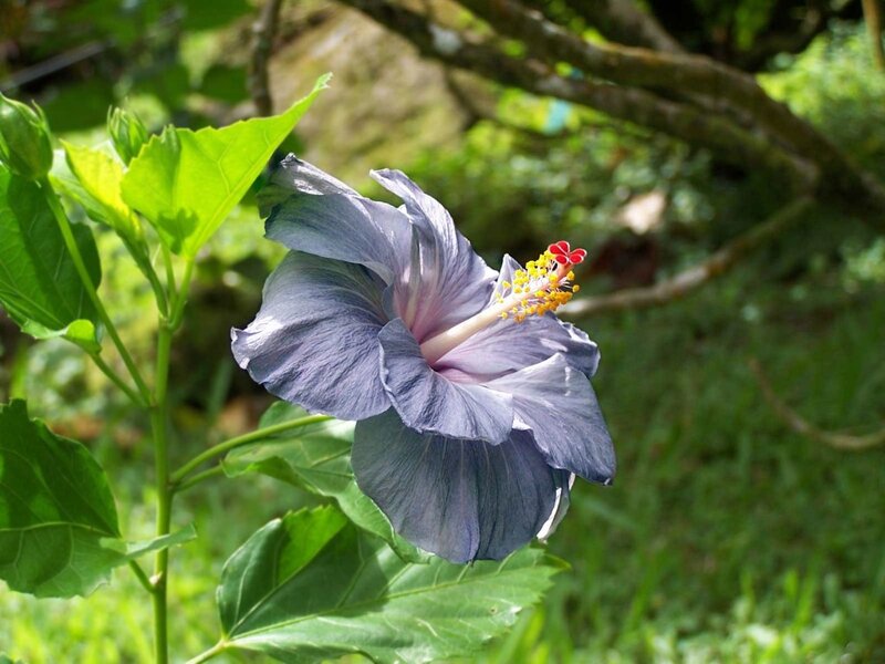 Blue Hibiscus Flower — Serene, Afternoon