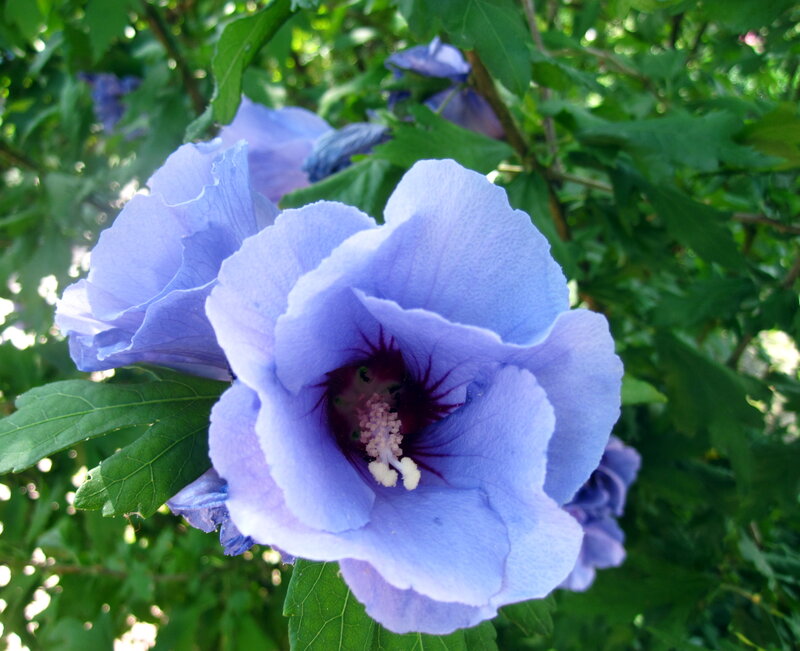 Blue Hibiscus Flower — Serene