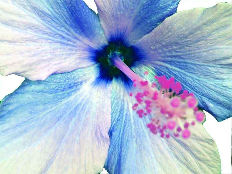 Blue Hibiscus Flower