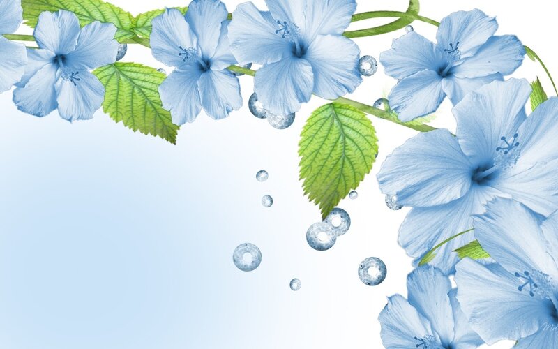 Blue Hibiscus Flowers — Serene, Digital Art, Leaves, Bubbles