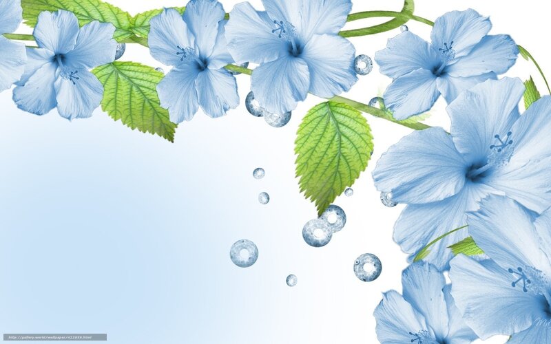 Blue Hibiscus Flowers — Serene, Digital Art, Leaves
