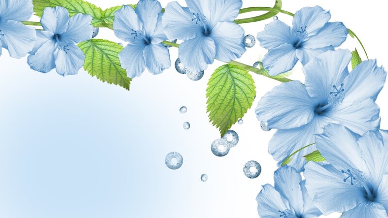 Blue Hibiscus Flowers — Serene, Digital Art