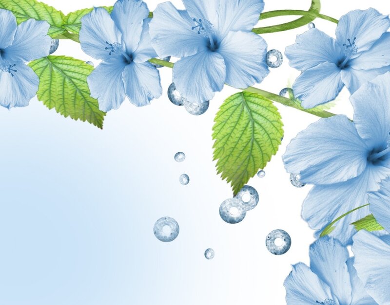 Blue Hibiscus Flowers — Serene, Photograph