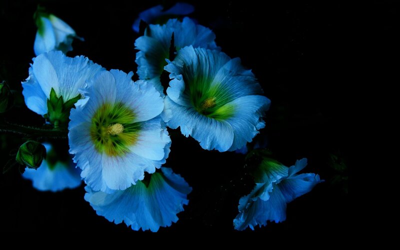 Blue Hollyhock Flowers