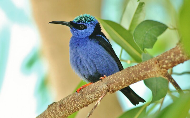 Blue Honeycreeper Bird — Calm, Afternoon