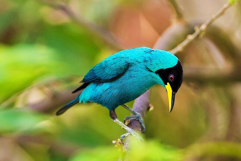 Blue Honeycreeper Bird — Calm