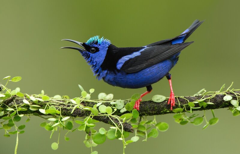 Blue Honeycreeper Bird — Natural