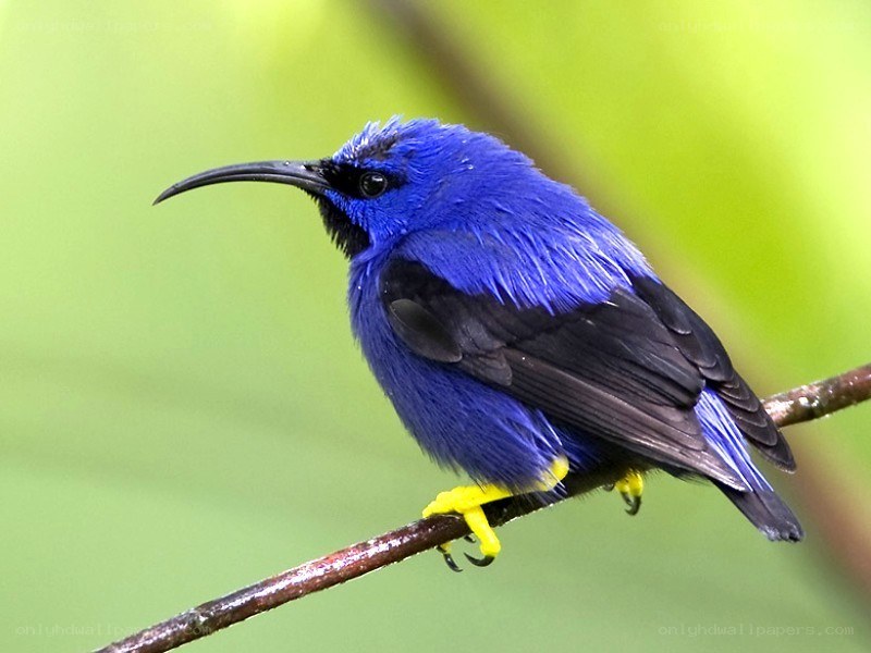 blue honeycreeper bird