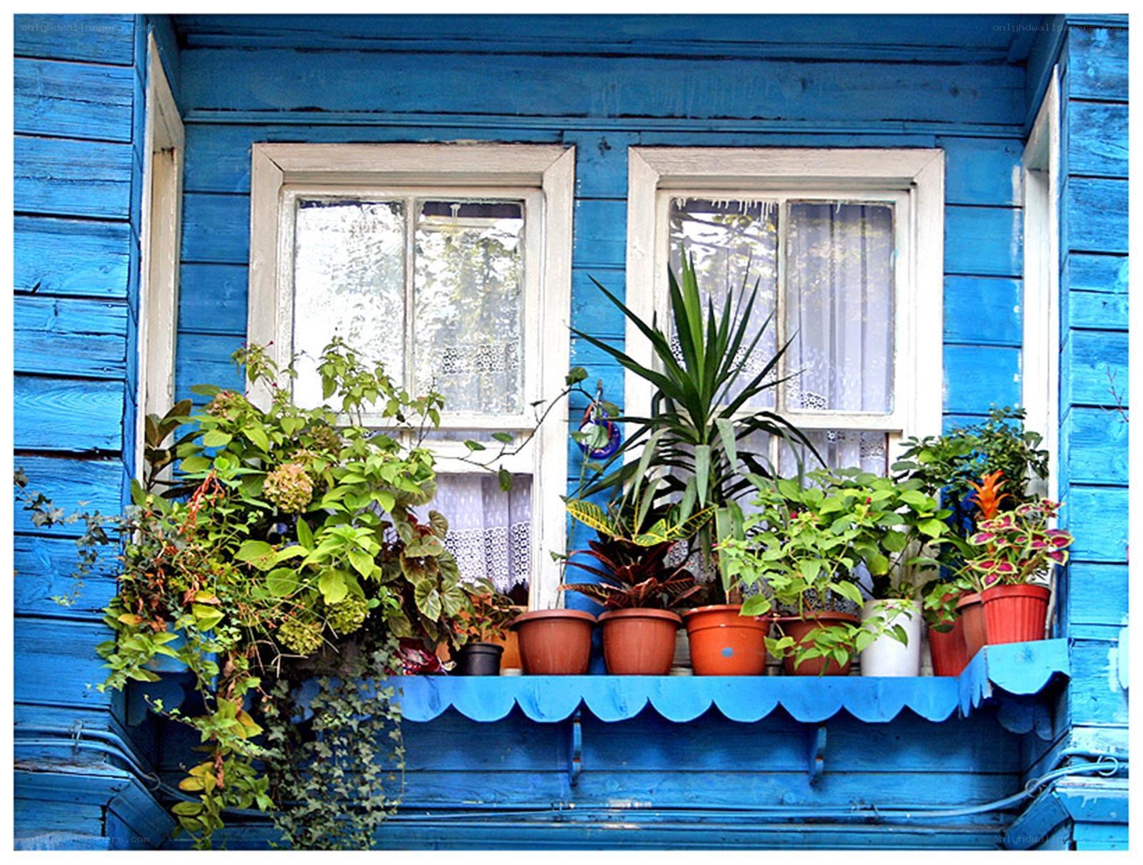 Blue house with plants on windowsill