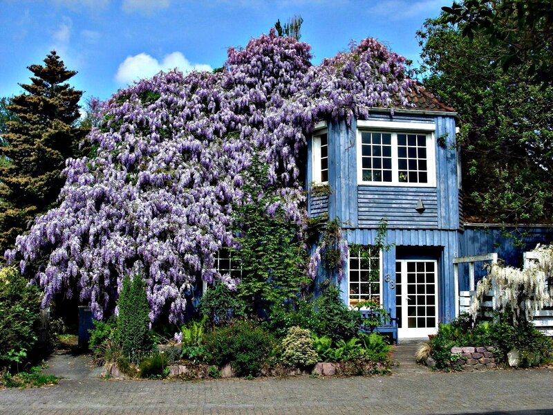 Blue House with Wisteria