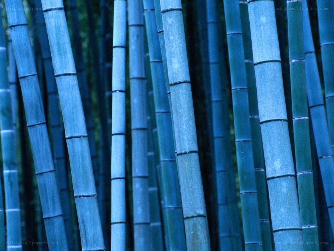 Blue-hued bamboo forest