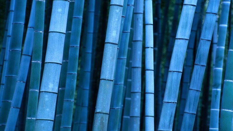 Blue-hued bamboo forest
