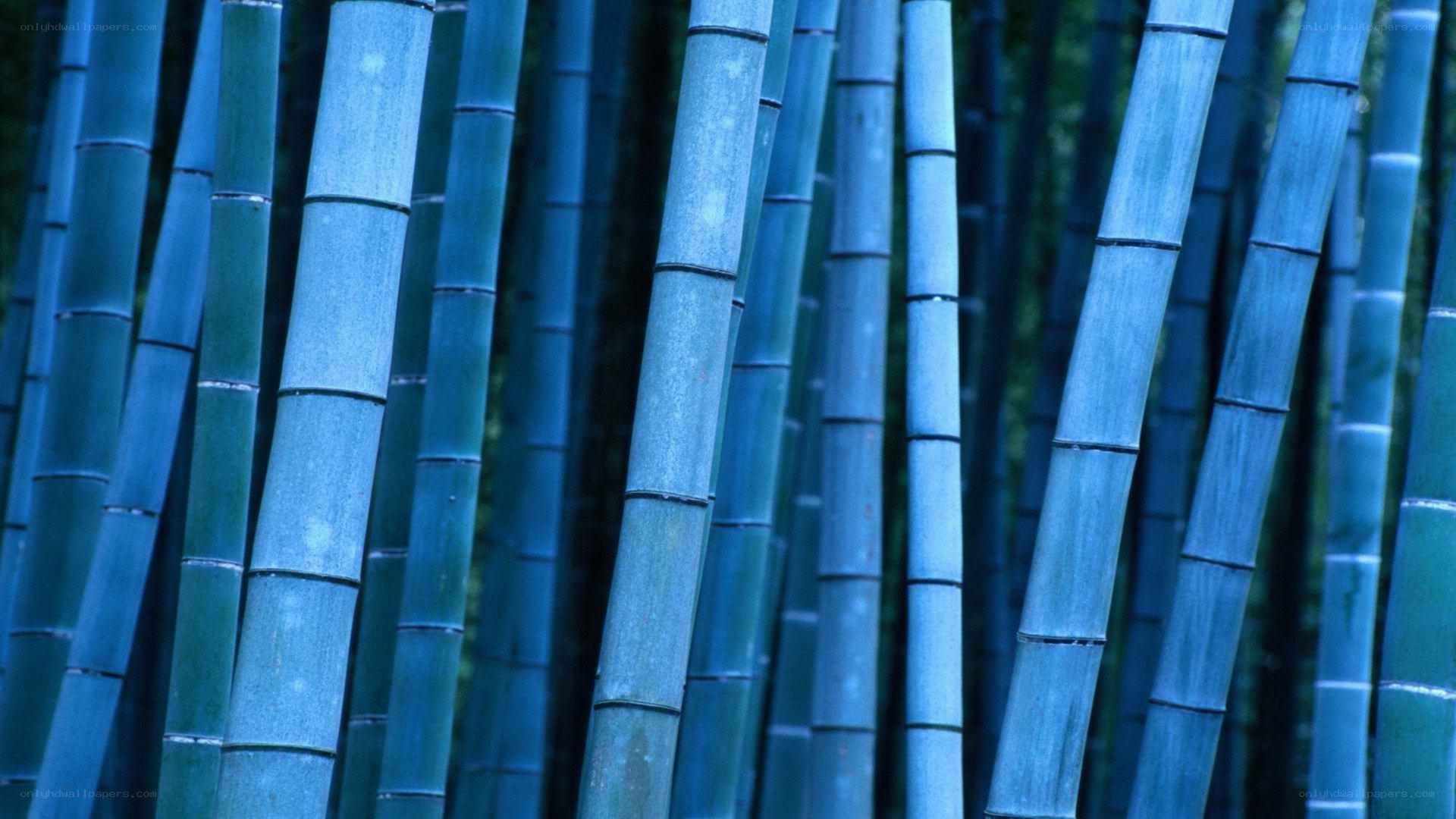 Blue-hued bamboo forest