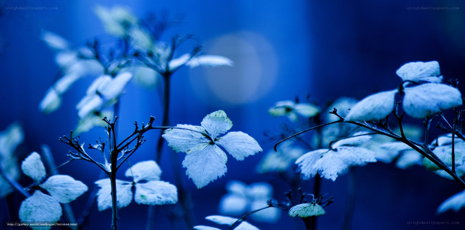 Blue-hued floral silhouette