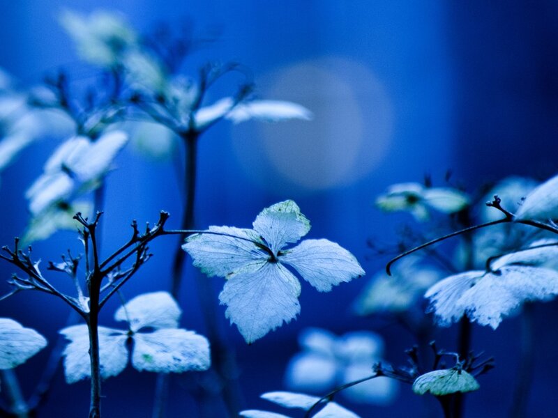 Blue-hued Hydrangea Flowers