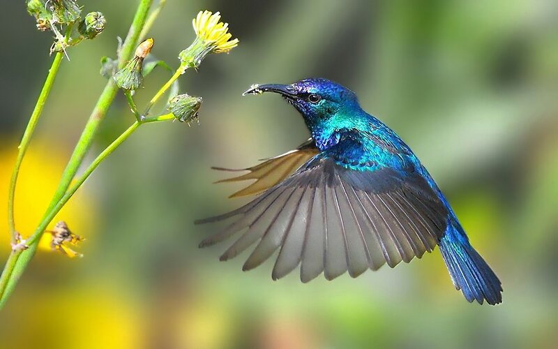 blue hummingbird feeding