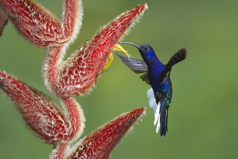 Blue Hummingbird Feeding — Calm