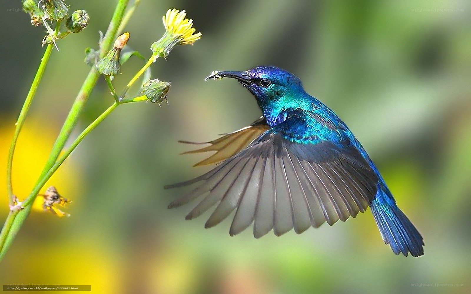blue hummingbird feeding