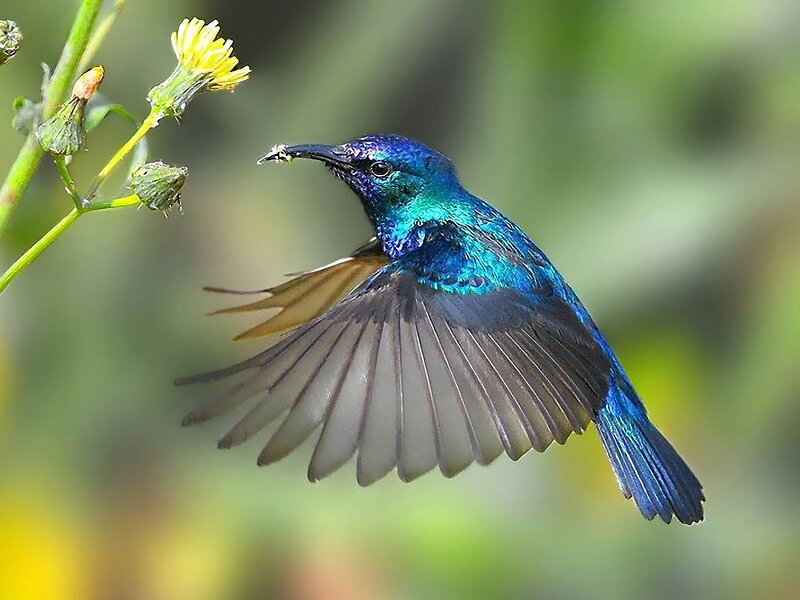 Blue Hummingbird in Flight — Active